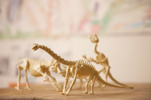 Carregar imagem no visualizador da galeria, Juego de Excavacion Rex ,Con este set geológico, ¡los peques se sentirán como verdaderos paleontólogos! Los peques deberán extraer los huesos del esqueleto de un Tyrannosaurus Rex de la piedra y después podrán reconstruirlo, creando un esqueleto de 19cm de largo.